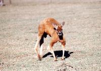 Kangaroo 1001